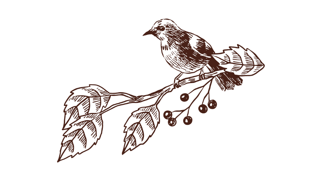 Bird Illustration