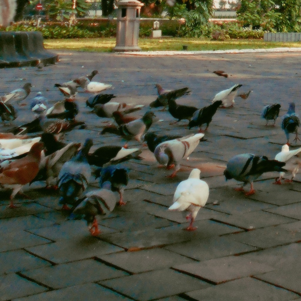 Pigeons