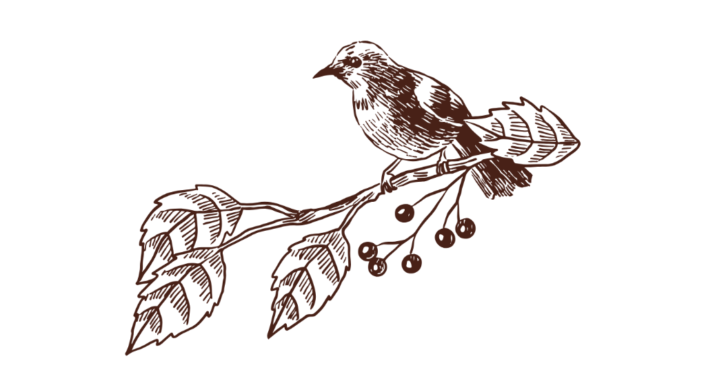 Bird Illustration